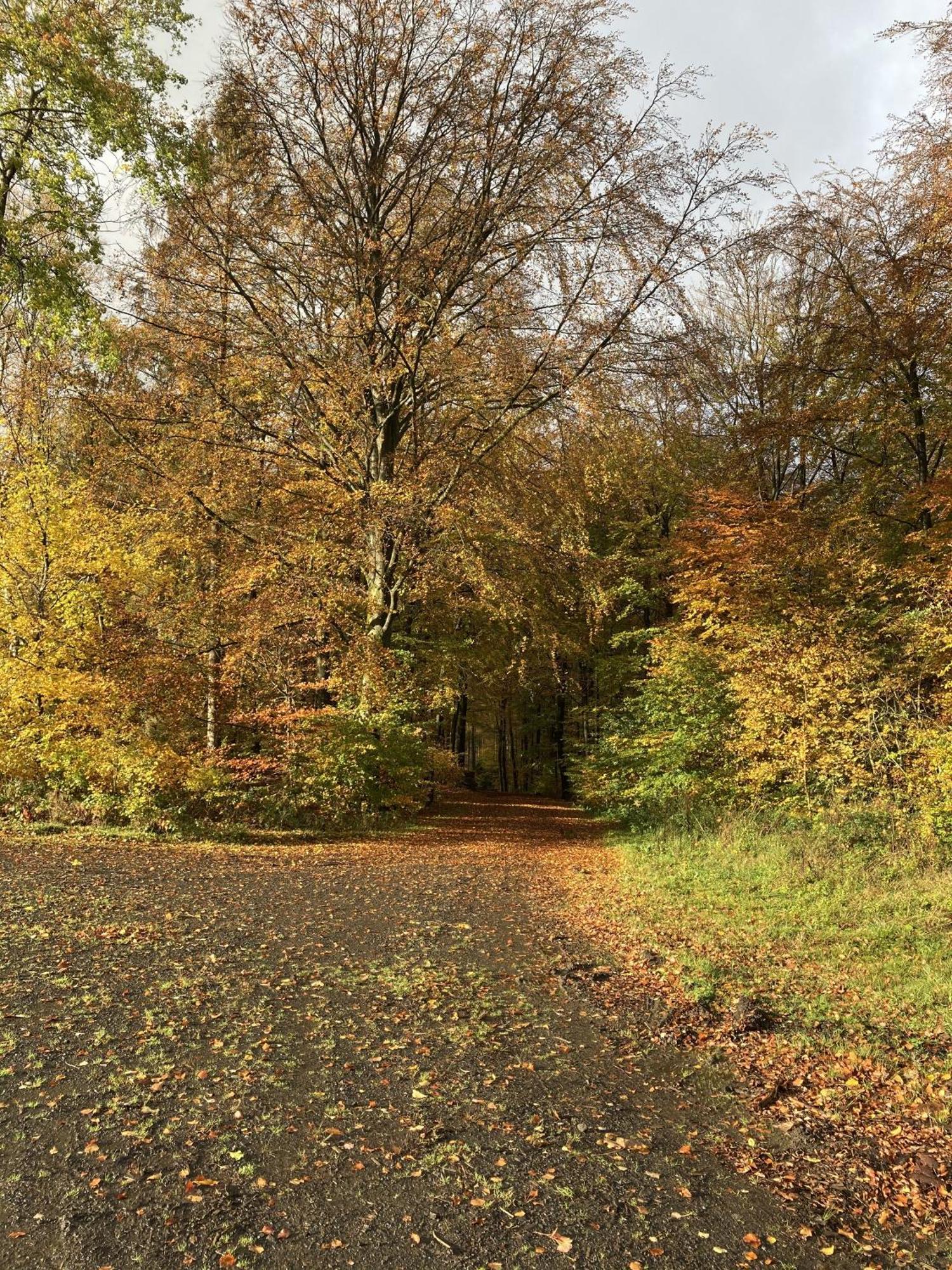 Gittas Paradiesperle Niederdreisbach 외부 사진